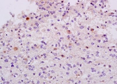 Phospho-Wee1 (Ser642) Rabbit Polyclonal Antibody
